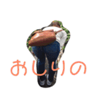 面智1（個別スタンプ：31）
