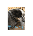 わんわんたちの日常（個別スタンプ：4）