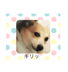 わんわんたちの日常（個別スタンプ：5）