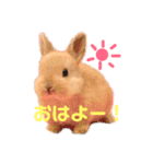 ぽぽさんの日常（個別スタンプ：1）
