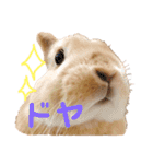ぽぽさんの日常（個別スタンプ：2）