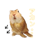 ぽぽさんの日常（個別スタンプ：11）