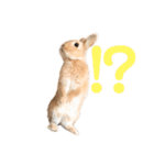 ぽぽさんの日常（個別スタンプ：12）