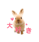 ぽぽさんの日常（個別スタンプ：13）