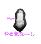 モサいぬ（個別スタンプ：3）