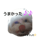 モサいぬ（個別スタンプ：6）