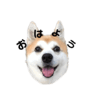 我が家のリンちゃん(雑種)（個別スタンプ：1）