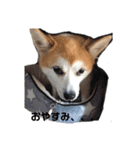 我が家のリンちゃん(雑種)（個別スタンプ：2）