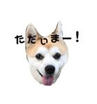 我が家のリンちゃん(雑種)（個別スタンプ：4）