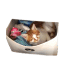 茶之助の思い出（個別スタンプ：29）