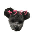 キラです（個別スタンプ：1）
