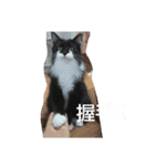 エリー・ラグ太郎・バロン3（個別スタンプ：1）