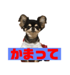 うーわんわん！！！！（個別スタンプ：3）