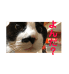 うーわんわん！！！！（個別スタンプ：11）