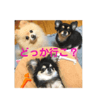 うーわんわん！！！！（個別スタンプ：13）