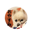 うーわんわん！！！！（個別スタンプ：14）