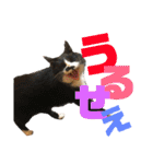 うーわんわん！！！！（個別スタンプ：16）