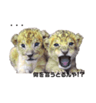 自由すぎる動物園の実写スタンプ★（個別スタンプ：10）