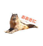 自由すぎる動物園の実写スタンプ★（個別スタンプ：15）