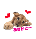 自由すぎる動物園の実写スタンプ★（個別スタンプ：16）
