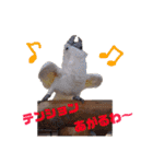 自由すぎる動物園の実写スタンプ★（個別スタンプ：19）