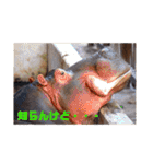 自由すぎる動物園の実写スタンプ★（個別スタンプ：25）
