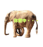 自由すぎる動物園の実写スタンプ★（個別スタンプ：27）