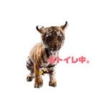 自由すぎる動物園の実写スタンプ★（個別スタンプ：29）