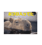 自由すぎる動物園の実写スタンプ★（個別スタンプ：30）