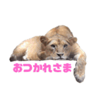 自由すぎる動物園の実写スタンプ★（個別スタンプ：31）