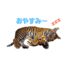 自由すぎる動物園の実写スタンプ★（個別スタンプ：34）