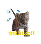 自由すぎる動物園の実写スタンプ★（個別スタンプ：39）