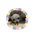 ちわわのチーちゃんのんびりな日常（個別スタンプ：1）