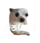 ちわわのチーちゃんのんびりな日常（個別スタンプ：2）