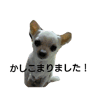 ちわわのチーちゃんのんびりな日常（個別スタンプ：6）