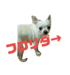 ちわわのチーちゃんのんびりな日常（個別スタンプ：7）