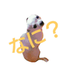 ちわわのチーちゃんのんびりな日常（個別スタンプ：9）