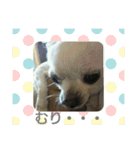 ちわわのチーちゃんのんびりな日常（個別スタンプ：18）