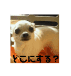 ちわわのチーちゃんのんびりな日常（個別スタンプ：20）