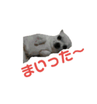 ちわわのチーちゃんのんびりな日常（個別スタンプ：23）