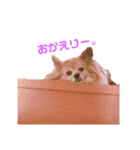パピヨンのパティ2（個別スタンプ：3）
