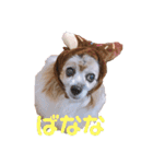 パピヨンのパティ2（個別スタンプ：6）
