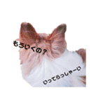 パピヨンのパティ2（個別スタンプ：7）