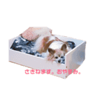 パピヨンのパティ2（個別スタンプ：10）