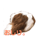 パピヨンのパティ2（個別スタンプ：12）