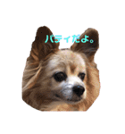 パピヨンのパティ2（個別スタンプ：13）