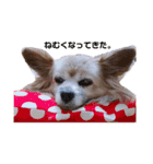 パピヨンのパティ2（個別スタンプ：14）