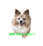 パピヨンのパティ2（個別スタンプ：15）