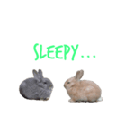 らびっとたち（個別スタンプ：5）