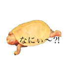 黄色い亀との日常（個別スタンプ：1）